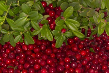 Arka plan için inek-çilek deseni closeup 