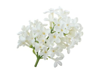 Beyaz üzerinde izole lila closeup 