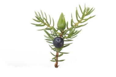 Beyaz arka plan üzerinde izole iğne ile Juniper berry