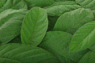 Beyaz arka plan üzerinde izole guava yaprağı yakın çekim