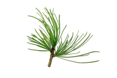 Beyaz arkaplanda köknar ağacı dalı izole