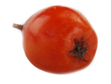 Beyaz arkaplanda kırmızı Ashberry izole edildi