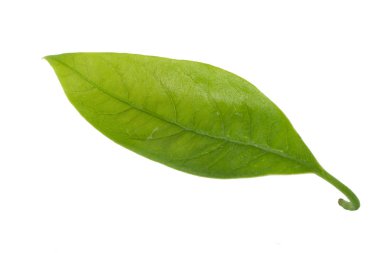 Beyaz arka plan üzerinde izole taze avokado yaprak yeşil