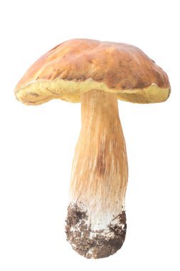 Beyaz arka plan üzerinde izole tek mantar