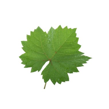 Beyaz arka plan üzerinde izole taze yeşil üzüm yaprağı