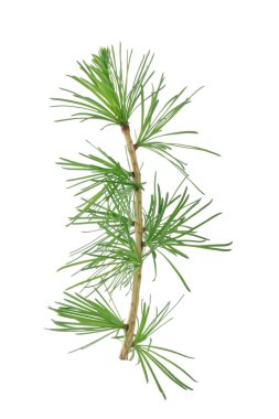 Beyaz arkaplanda köknar ağacı dalı izole