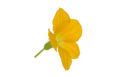 çiçek beyaz arka plan üzerinde izole karpuz