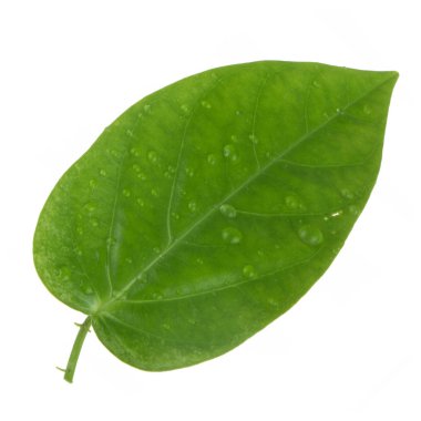 Beyaz arkaplanda yeşil yaprak yakın plan