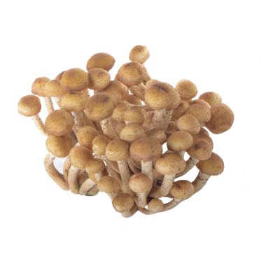 Beyaz arka plan üzerinde izole olgun ham mantar