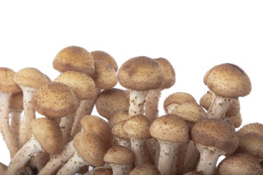 Beyaz arka plan üzerinde izole olgun ham mantar