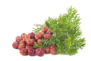 Beyaz arka planda izole ardıç yakın çekim