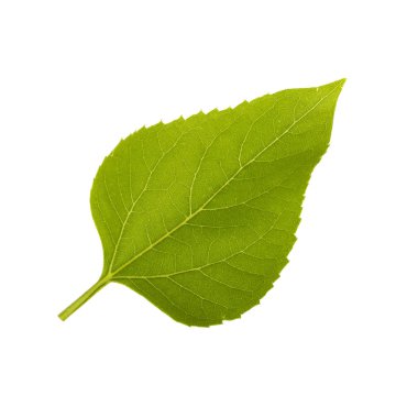 Beyaz arka planda izole ayçiçeği yaprağı yakın çekim 