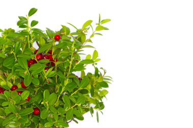 Beyaz arka planda izole inek-berry çalı yakın çekim 