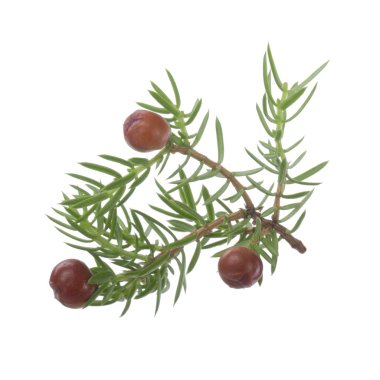 Beyaz arka plan üzerinde izole ardıç meyveleri