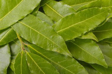 Yeşil bitki yapraklarının yakın çekim, çiçek arka plan 