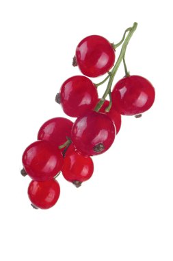 closeup izole beyaz zemin üzerine kırmızı kuş üzümü 