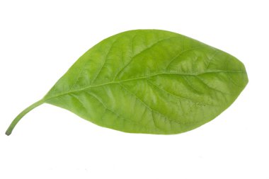 Beyaz arka plan üzerinde izole taze avokado yaprak yeşil