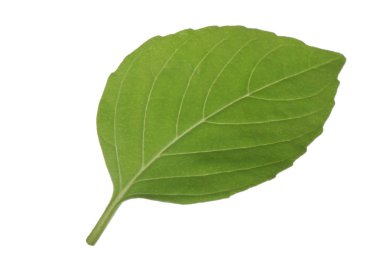 Beyaz arka planda yalıtılmış yeşilin yakın çekimi 