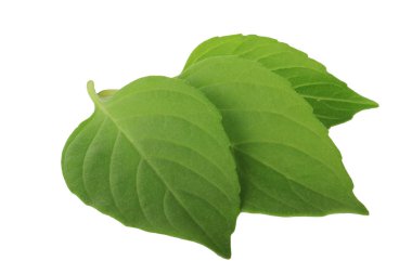 Fesleğen yaprakları beyaz arkaplanda izole