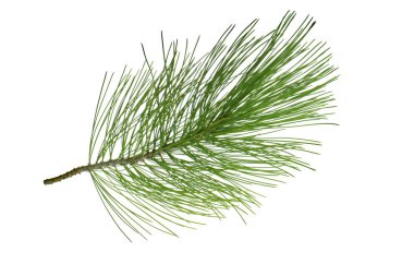 Beyaz arkaplanda köknar ağacı dalı izole