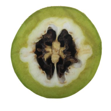 Beyaz arka planda izole edilmiş cevizin yakın çekim