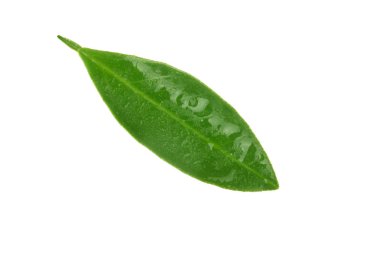 Beyaz arkaplanda yalıtılmış turunçgil yaprağı