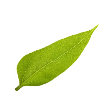 Beyaz arka planda izole ayçiçeği yaprağı yakın çekim 