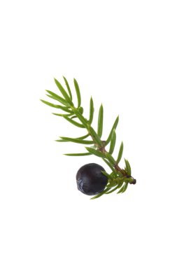 Beyaz arka plan üzerinde izole iğne ile Juniper berry