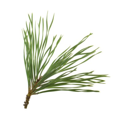 Beyaz arkaplanda köknar ağacı dalı izole