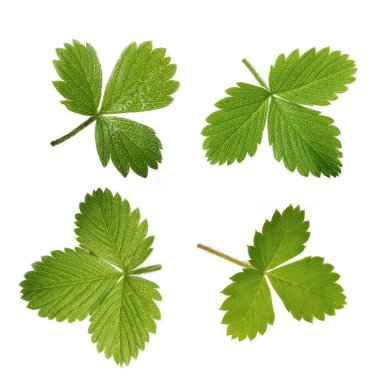 Beyaz arka planda yalıtılmış yeşilin yakın çekimi 