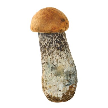 Beyaz arka plan üzerinde izole tek mantar