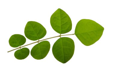 Beyaz backgroound izole yeşil yaprakların yakın çekim