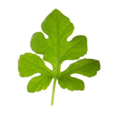 Beyaz arka planda yalıtılmış yeşilin yakın çekimi 