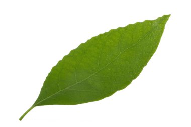 Beyaz arka plan üzerinde izole taze avokado yaprak yeşil