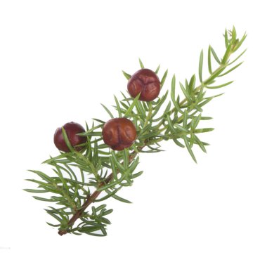 Beyaz arka planda izole ardıç yakın çekim