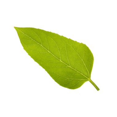 Beyaz arka planda izole ayçiçeği yaprağı yakın çekim 