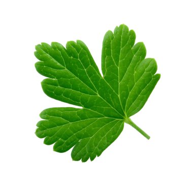 Beyaz arka plan üzerinde izole bektaşi üzümü yaprağı closeup