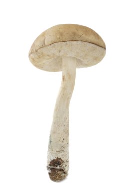 Beyaz arka plan üzerinde izole tek mantar