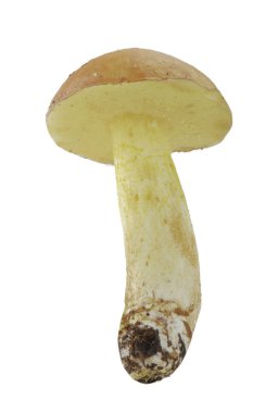 Beyaz arka plan üzerinde izole tek mantar