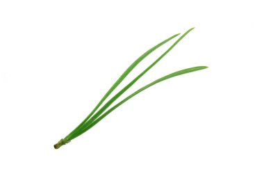 Kozalaklı dalların kapatılması, Noel arka planı