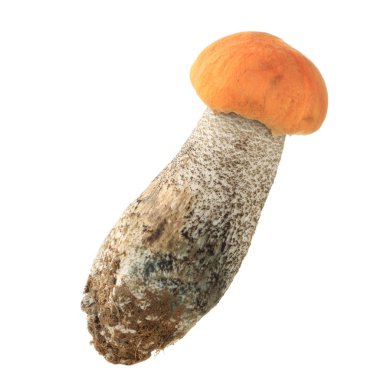 Beyaz arka plan üzerinde izole tek mantar