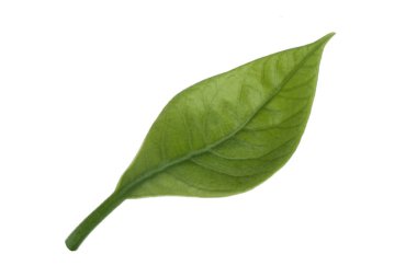 Beyaz arka plan üzerinde izole taze avokado yaprak yeşil