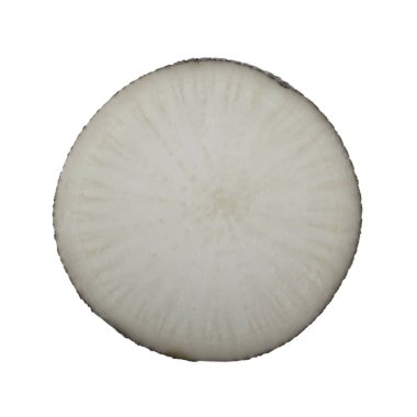 Beyaz arka planda izole raphanus closeup 