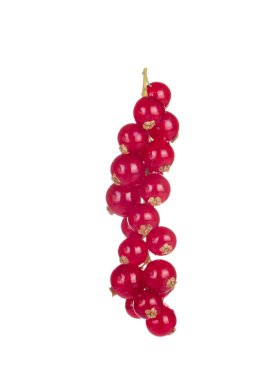 closeup izole beyaz zemin üzerine kırmızı kuş üzümü 