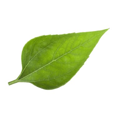 Beyaz arka planda izole ayçiçeği yaprağı yakın çekim 