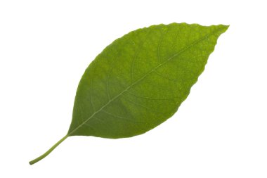 Beyaz arka plan üzerinde izole taze avokado yaprak yeşil