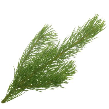 Kozalaklı şubenin yakın çekim, Noel arka plan