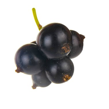 Beyaz arka planda yalıtılmış siyah kuş üzümünün yakınçekimi 