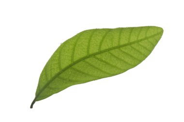 Beyaz arka plan üzerinde izole longan yaprak