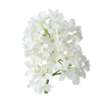 Beyaz üzerinde izole lila closeup 